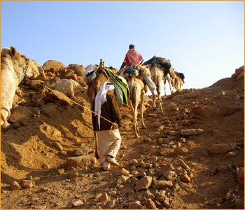 Bedouin Desert