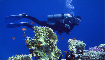 PADI Divemaster