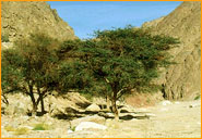 Acacia Thorn Tree